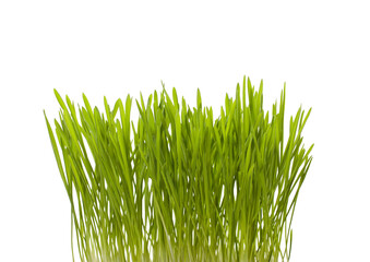 Obraz premium Fresh green grass isolated on white
