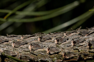 A CloseUp Image of Textured Rough Tree Bark Accented by a Background of Greenery
