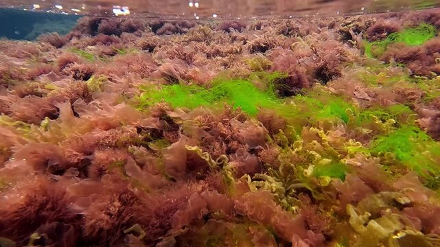 Algae of the Black Sea, the underwater world on the border of the water surface, red and green algae Enteromorpha near the shore on stones in the spring