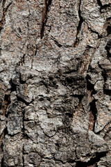A Detailed and Textured CloseUp of Tree Bark Ideal for Nature and Texture Studies