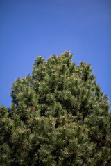 A Lush Green Tree Stands Tall Against the Clear Blue Sky, Embracing Natures Beauty