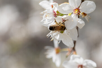 Bees are essential for pollinating a variety of beautiful flowers in our natural ecosystems