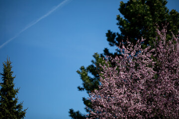 Blossoming Trees Stand Out Beautifully Against a Clear and Endless Blue Sky Above