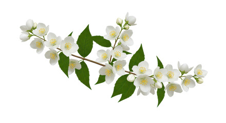 Obraz premium Jasmine branch with white flowers and green leaves isolated against a black background