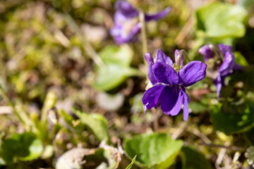 Gorgeous Violet Flowers Are Blossoming Lightly Under the Warm Embrace of Spring Sunshine