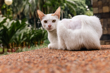 Stray Cat at GreenBelt mall Manila Philippines 2025 