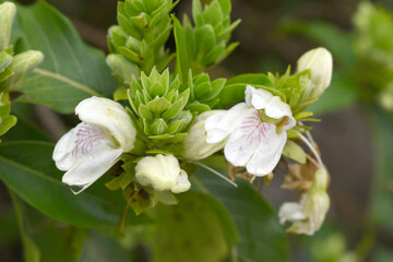 A green Plant of Justicia adhatoda vasica or malabar nut plant in selective focus and background blur, the white Justicia adhatoda blossom in spring, Chakwal, Punjab, Pakistan