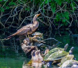 Anhinga and Painted Turtles Look Up, Toward the Sky, from their Log on a Lagoon in Audubon Park,...