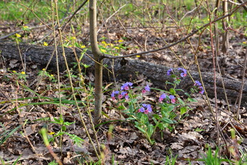 Lungwort Flowers Blooming in a Spring Forest