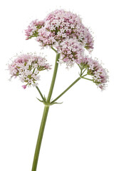 Obraz premium Valerian flowers isolated on white background