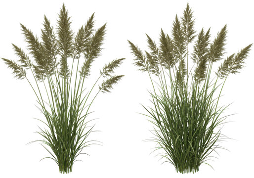 Pampas plumes duo elegant reeds swaying gently in an invisible breeze against a stark black backdrop