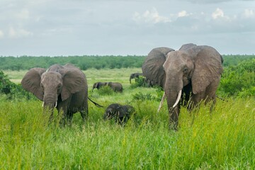 Elephants in African Savannah