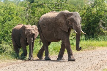 Fototapeta premium Elephants strolling in a wildlife reserve