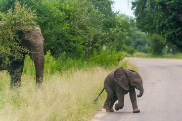 Fototapeta premium Baby elephant walking near forest road.