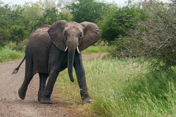 Elephant strolling on a savanna path.