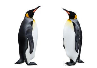 Fototapeta premium Penguin Pair Regal birds meet on a black stage a silent conversation in monochrome
