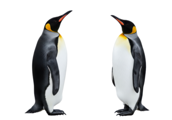 Penguin Pair Regal birds meet on a black stage a silent conversation in monochrome