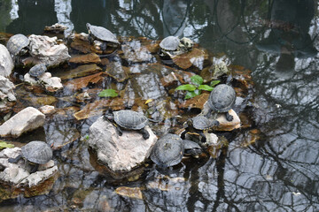 The artificial lake at the National Garden of Athens, Greece. A public park in the center of Athens city near Syntagma square. Large amount of turtles in the lake.