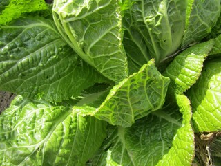 白菜の葉のアップ