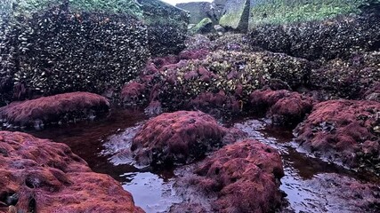 Strong water runoff in the Black Sea, mussels and algae on rocks in the air during low tide, ecological event and death of aquatic organisms in the air, Odessa
