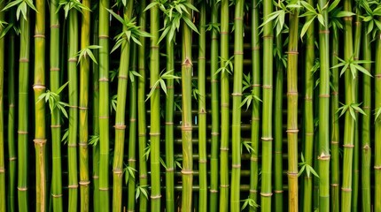 Fototapeta premium Green Bamboo Stalks with Leaves Background Texture