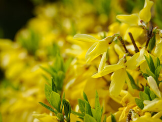 Yellow flowers of the golden rain bush.
