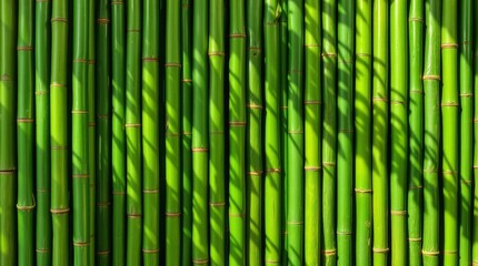 Fototapeta premium Green Bamboo Stalks Background with Natural Shadows and Texture