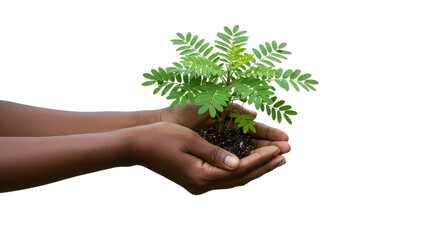 Dark-skinned hands carefully holding a young seedling with soil, set against a black background