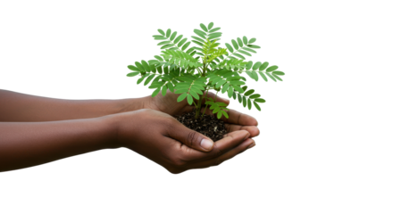 Dark-skinned hands carefully holding a young seedling with soil, set against a black background