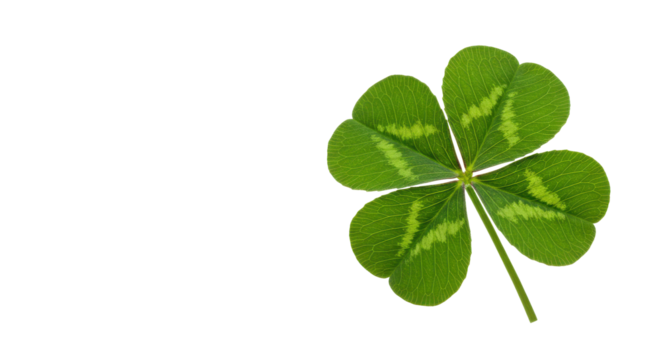 Four-leaf clover, green and lucky, stands out against stark black. Symbol of fortune, hope, and Ireland