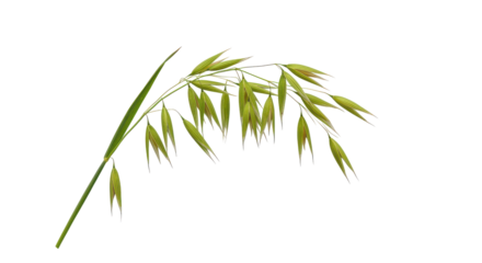 Oats, with light green stalk and pale tan seeds. Beautiful, isolated on solid black background