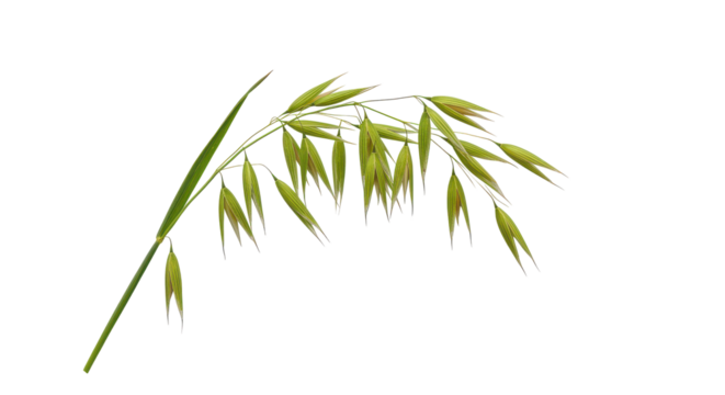 Oats, with light green stalk and pale tan seeds. Beautiful, isolated on solid black background