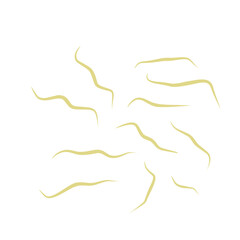 Illustration Ascaris