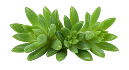 Vivid green succulent plant features tightly clustered, fleshy leaves in an elongated arrangement