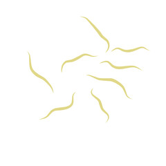 Illustration Ascaris