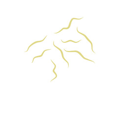 Illustration Ascaris