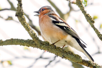 Singender Buchfink im Baum