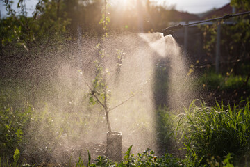 Farmer spraying fertilizer.  Pest control and plant diseases to obtain a large harvest