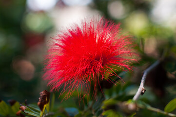 Bright red Calliandra haematocephala flower with delicate feathery petals in soft focus