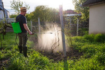 Farmer spraying fertilizer.  Pest control and plant diseases to obtain a large harvest