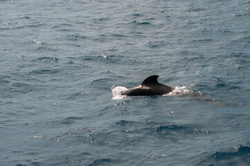 Pilot whale surfacing with water splashes in the ocean near Tenerife