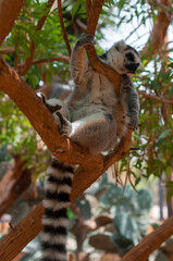 Ring-tailed lemur lounging on a tree branch, resting with its long striped tail hanging