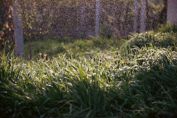 Fototapeta premium Close up view of a vibrant green field of grass covered in glistening water droplets