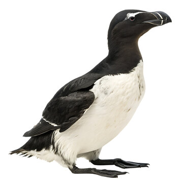 Great auk bird isolated on a transparent background