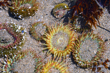 Aggregating Sea Anemone