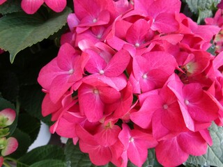 濃いピンク系のアジサイの花のアップ