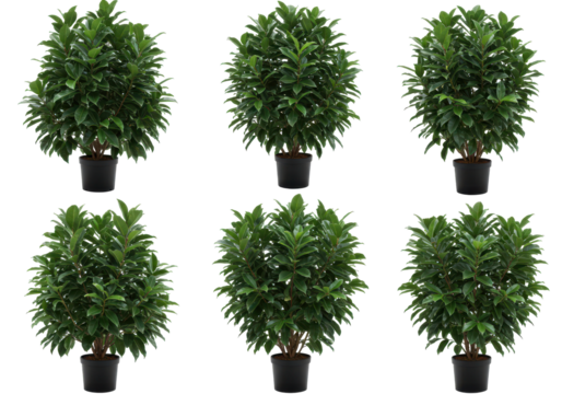 Six verdant potted shrubs arranged on a black backdrop