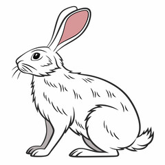 rabbit on a white background