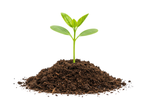 Sprout Emerges Lifes Promise in Earths Embrace