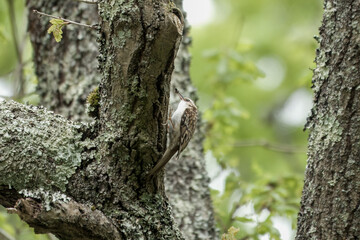 treecreeper certhia familiaris with a spider in beak